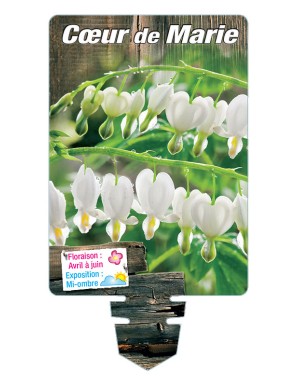 DICENTRA (spectabilis 'Alba') voir CŒUR DE MARIE