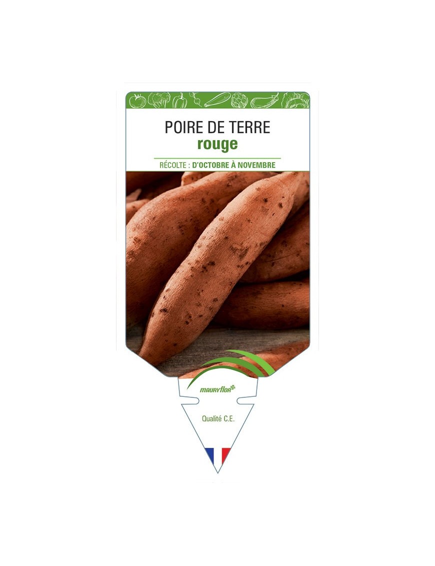 POIRE DE TERRE ROUGE