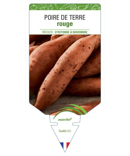 POIRE DE TERRE ROUGE