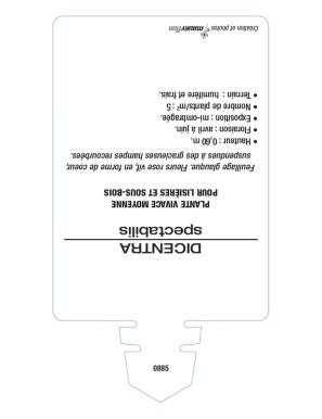 DICENTRA (spectabilis rose)  voir CŒUR DE MARIE