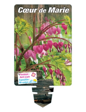 DICENTRA (spectabilis rose)  voir CŒUR DE MARIE