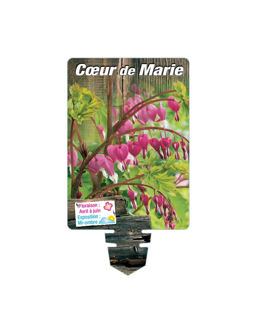 DICENTRA (spectabilis rose)  voir CŒUR DE MARIE