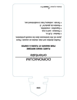 DORONICUM du Caucase (jaune)