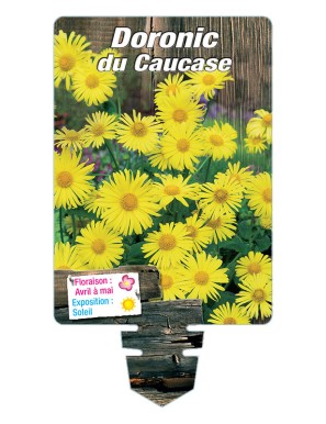 DORONICUM du Caucase (jaune)