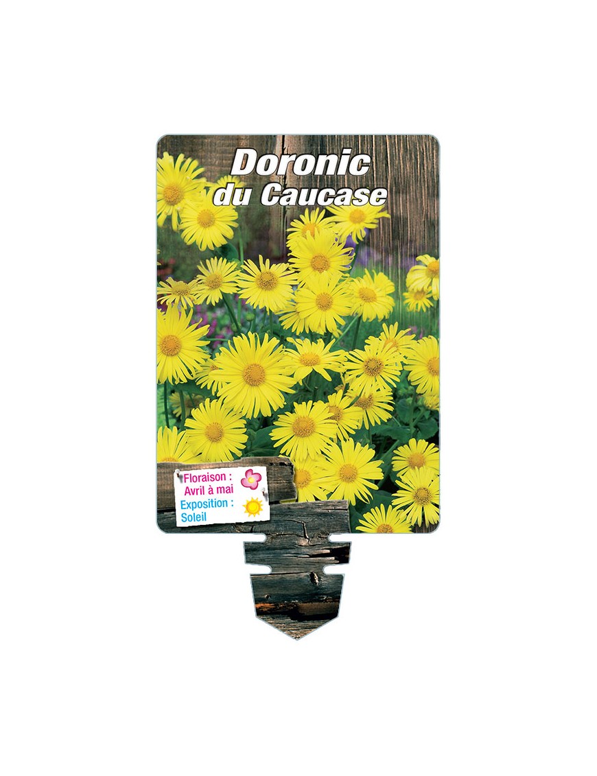 DORONICUM du Caucase (jaune)