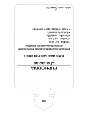 EUPHORBE CHARACIAS (jaune)