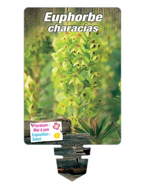 EUPHORBE CHARACIAS (jaune)