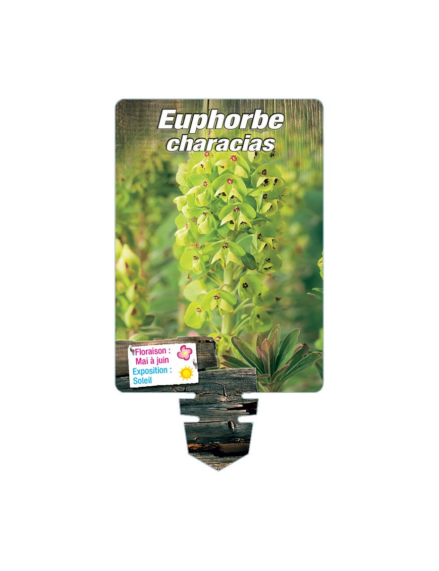 EUPHORBE CHARACIAS (jaune)