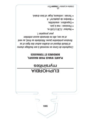 EUPHORBE MYRSINITES (jaune) voir EUPHORBE de Corse