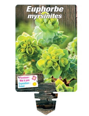 EUPHORBE MYRSINITES (jaune) voir EUPHORBE de Corse