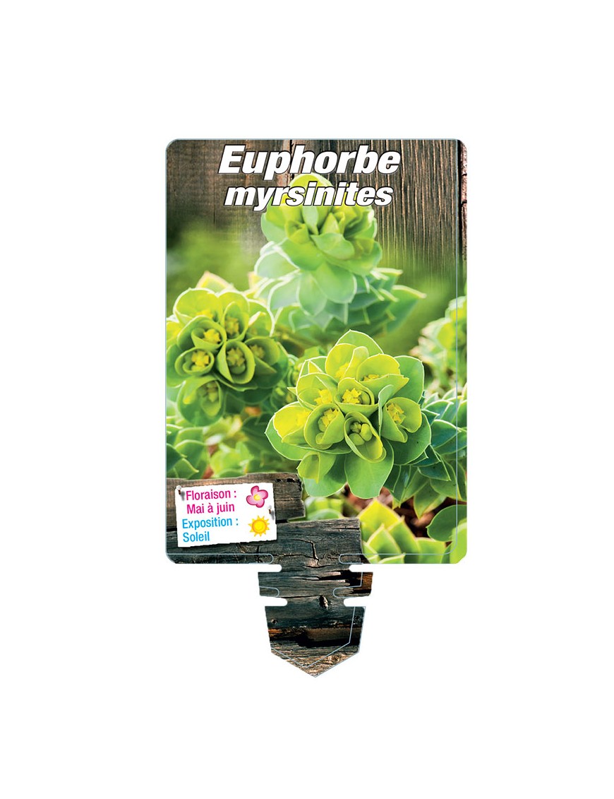 EUPHORBE MYRSINITES (jaune) voir EUPHORBE de Corse