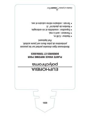 EUPHORBE POLYCHROMA (jaune)