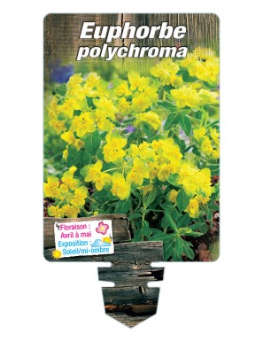 EUPHORBE POLYCHROMA (jaune)