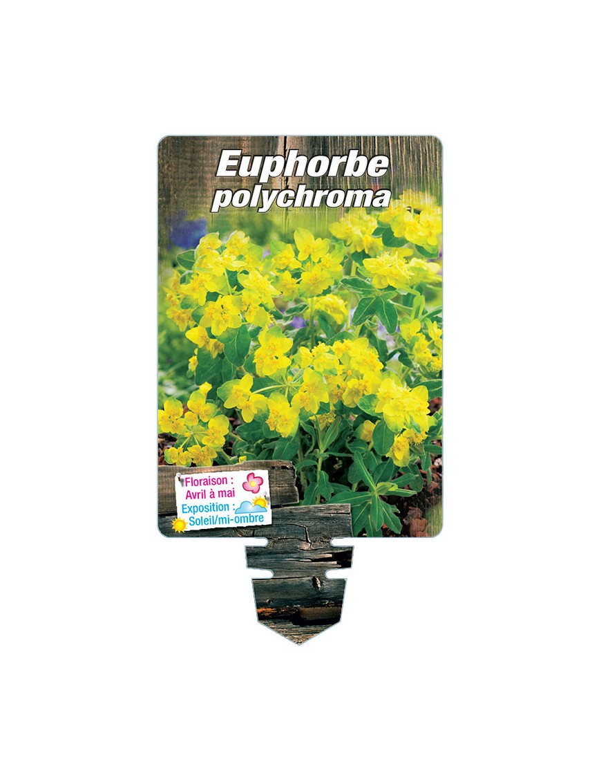 EUPHORBE POLYCHROMA (jaune)