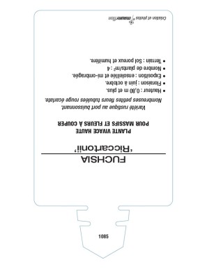 FUCHSIA 'Riccartonii'