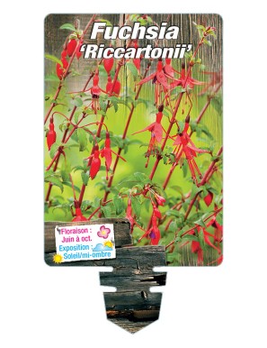 FUCHSIA 'Riccartonii'