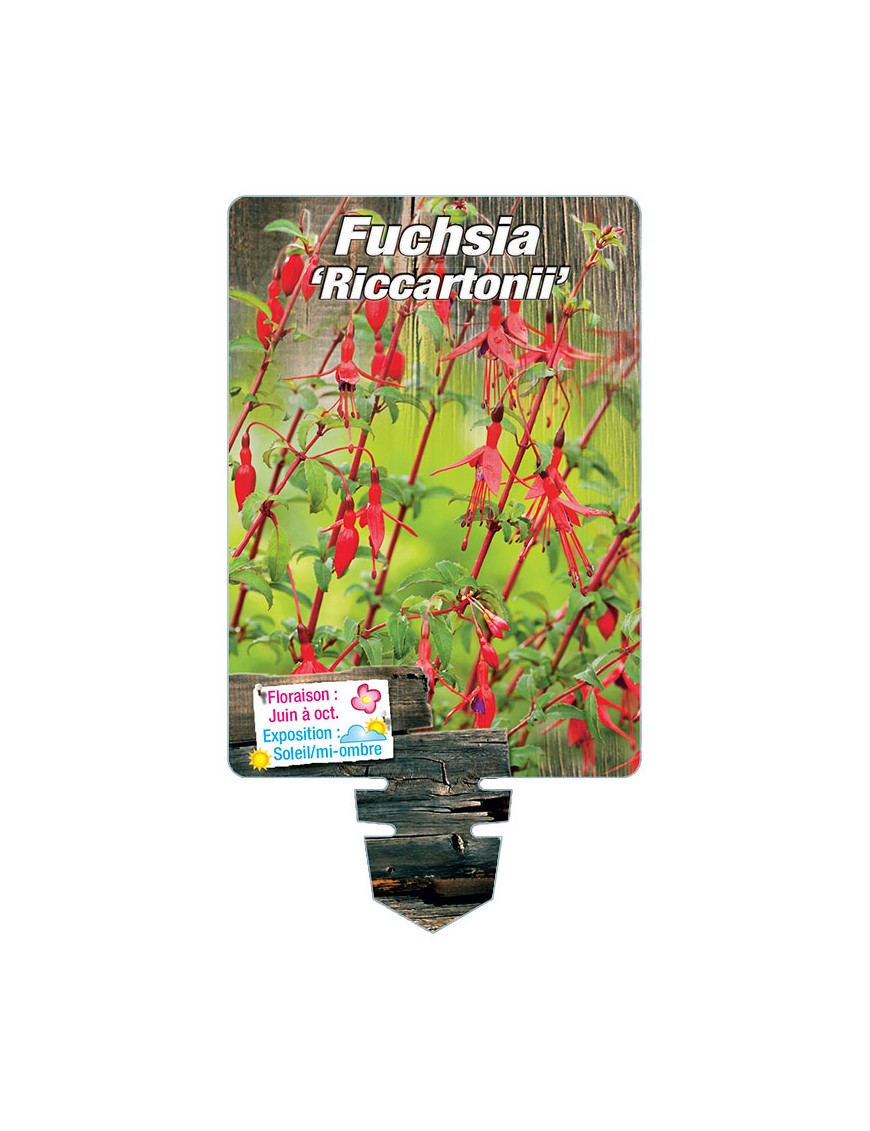FUCHSIA 'Riccartonii'