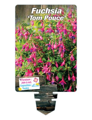 FUCHSIA ‘Tom Thumb’