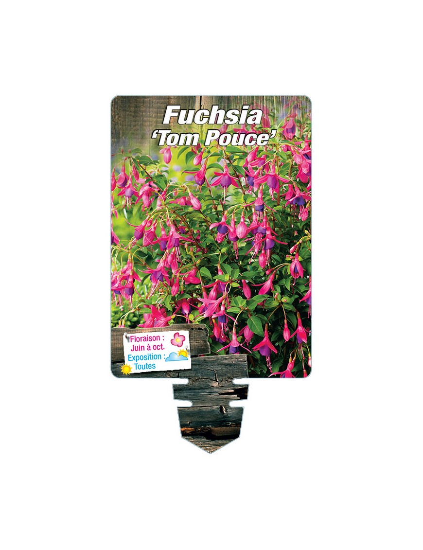 FUCHSIA ‘Tom Thumb’