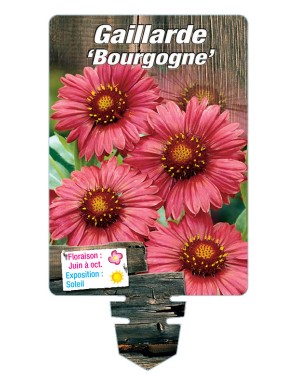GAILLARDIA 'Bourgogne' (rouge)