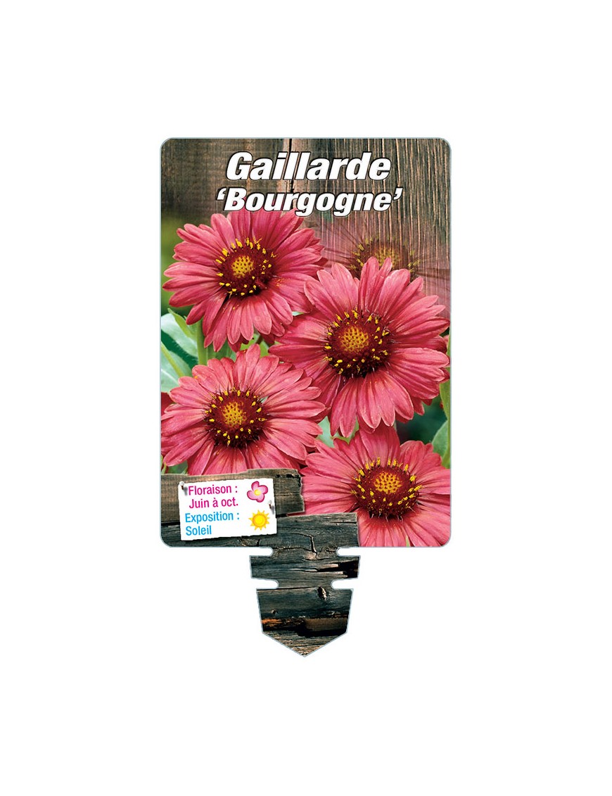 GAILLARDIA 'Bourgogne' (rouge)