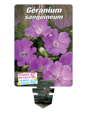 GERANIUM sanguineum (rouge)