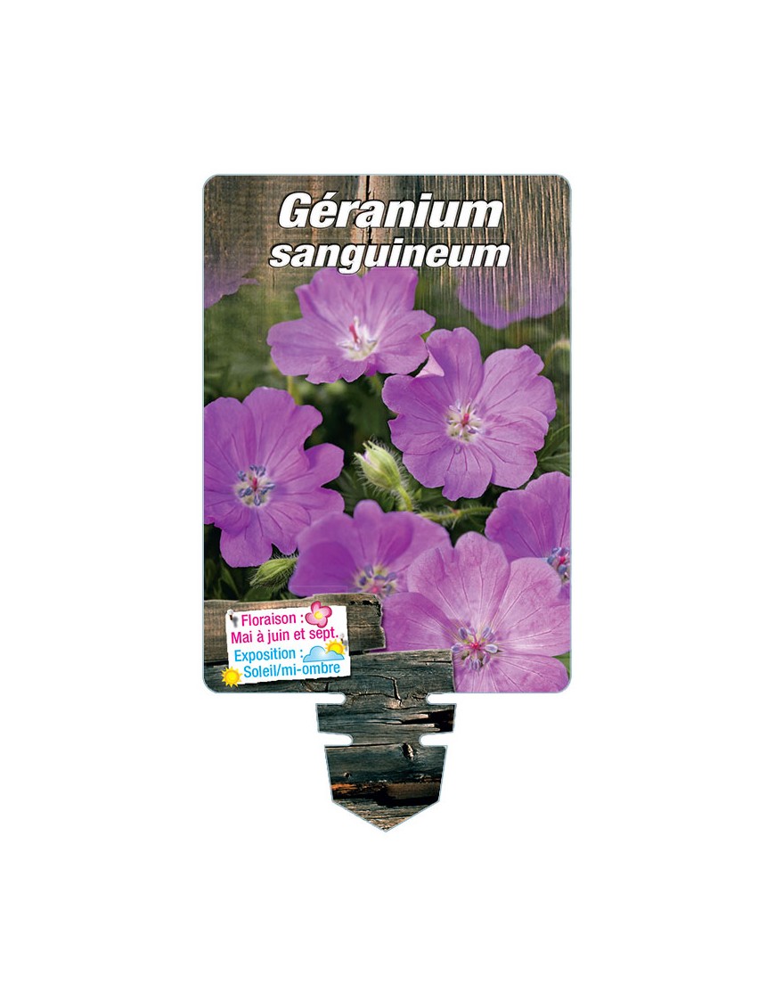 GERANIUM sanguineum (rouge)