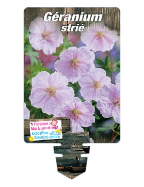 GERANIUM strié (rose)*