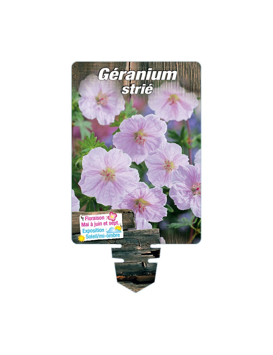 GERANIUM strié (rose)*