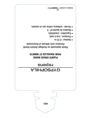 GYPSOPHILA repens 'Pink Star'