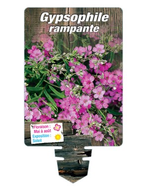 GYPSOPHILA repens 'Pink Star'
