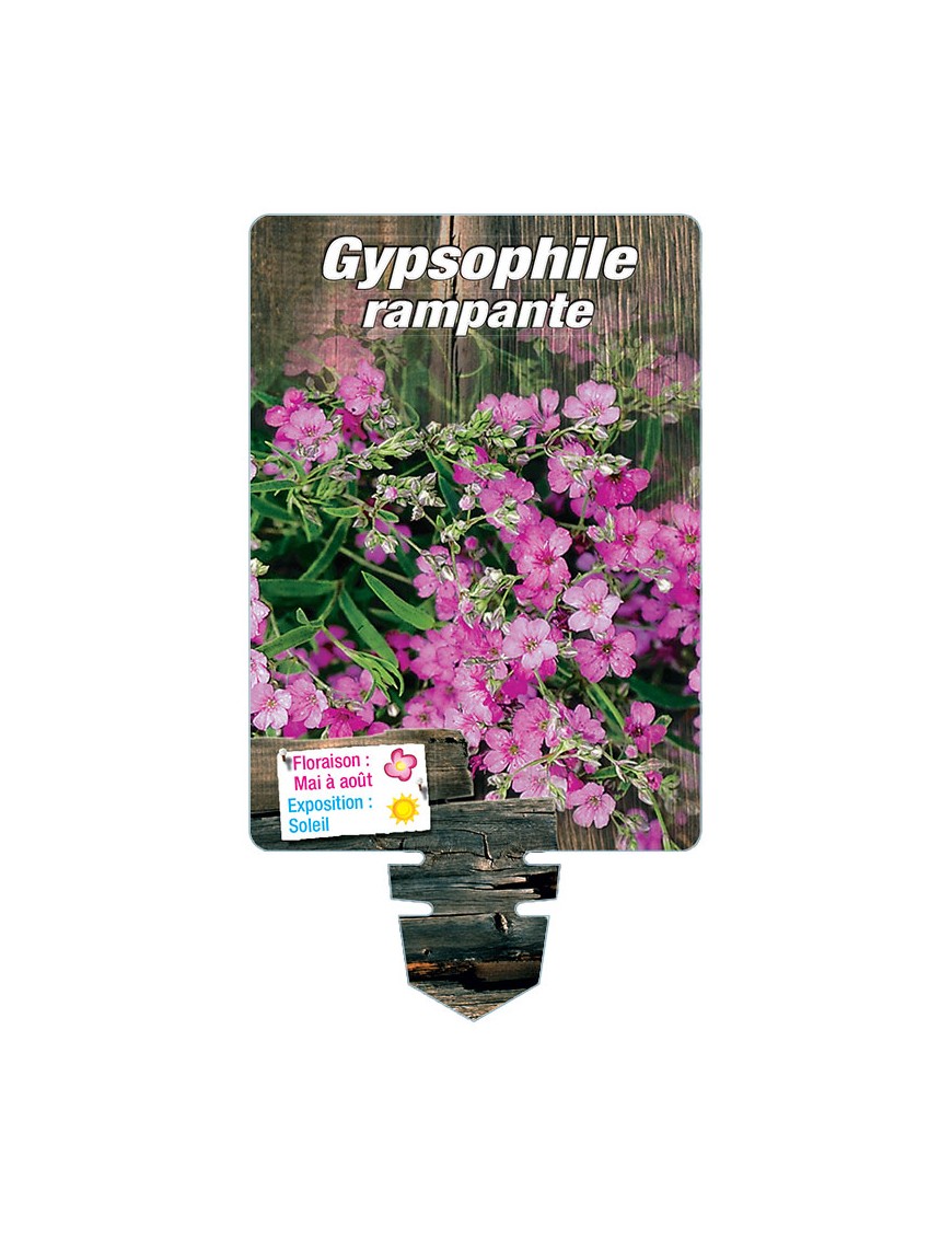 GYPSOPHILA repens 'Pink Star'
