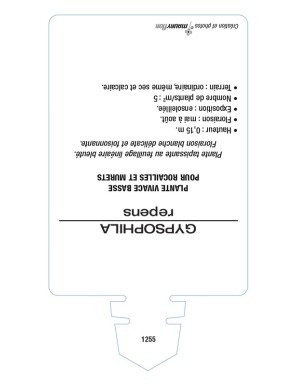 GYPSOPHILA repens (blanc)