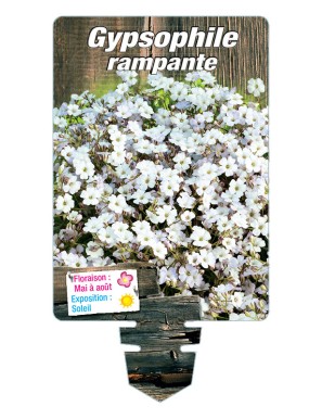 GYPSOPHILA repens (blanc)