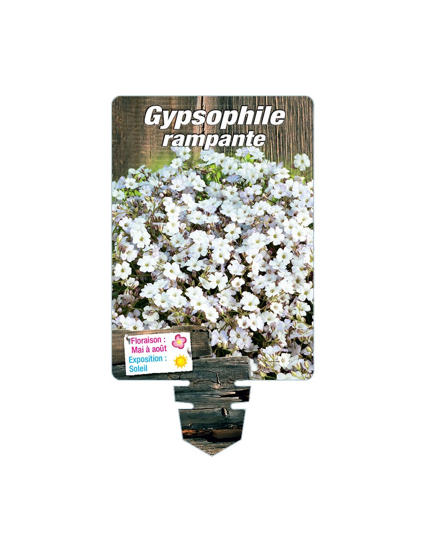 GYPSOPHILA repens (blanc)