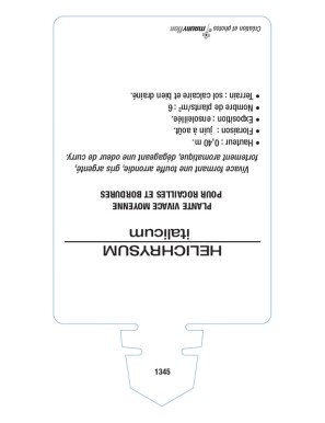 HELICHRYSUM italicum voir Herbe au curry