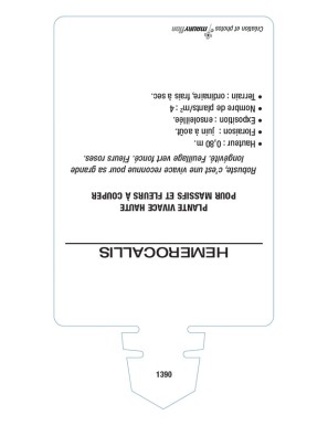 HEMEROCALLIS (rose)*