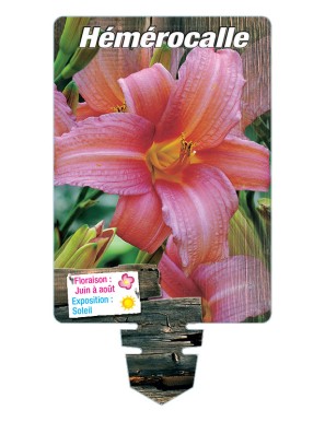 HEMEROCALLIS (rose)*
