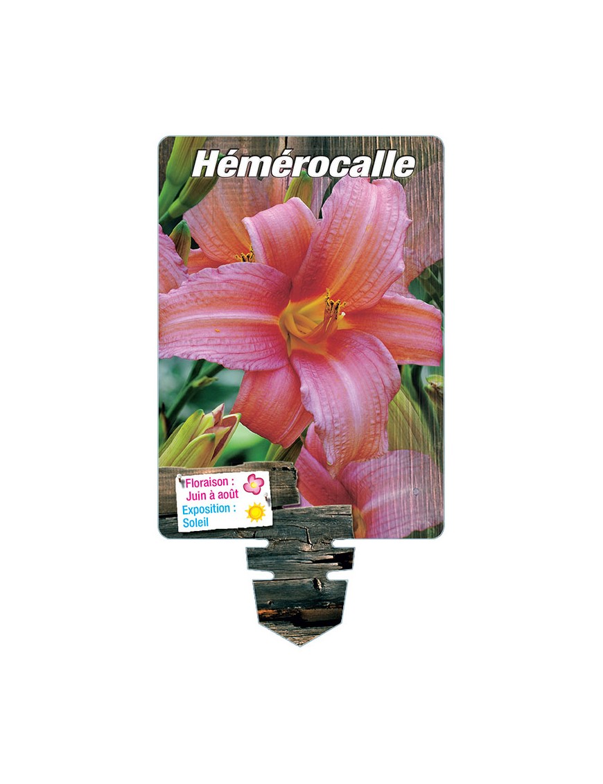 HEMEROCALLIS (rose)*