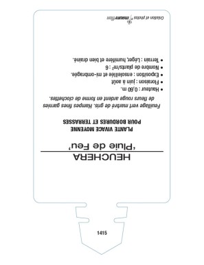 HEUCHERA x brizoides 'Pluie de Feu'