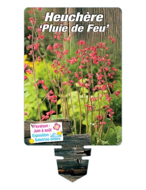 HEUCHERA x brizoides 'Pluie de Feu'