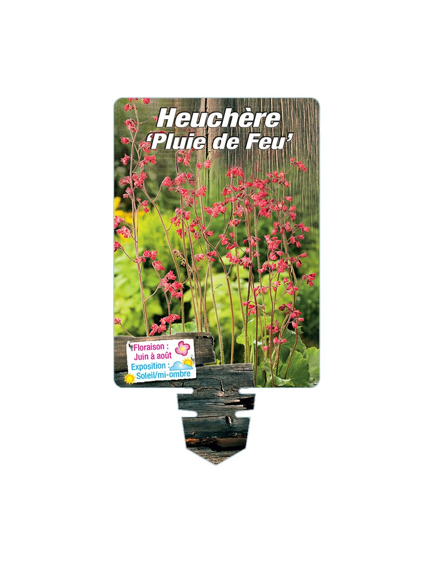 HEUCHERA x brizoides 'Pluie de Feu'
