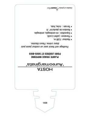 HOSTA Aureomarginata*