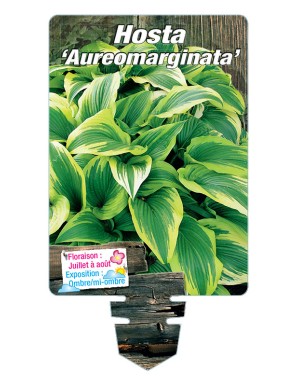 HOSTA Aureomarginata*