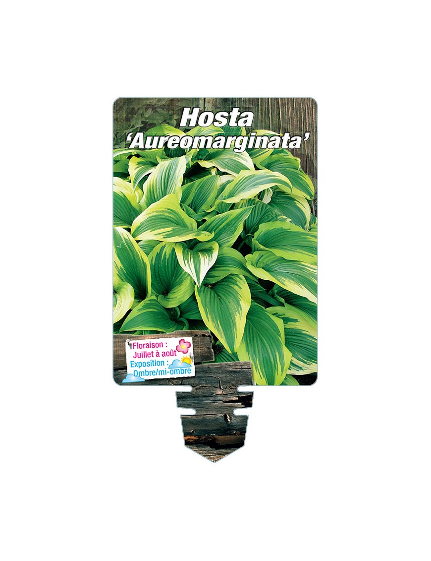 HOSTA Aureomarginata*