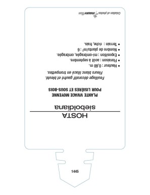 HOSTA sieboldiana (bleu)