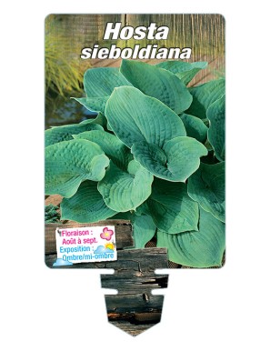 HOSTA sieboldiana (bleu)