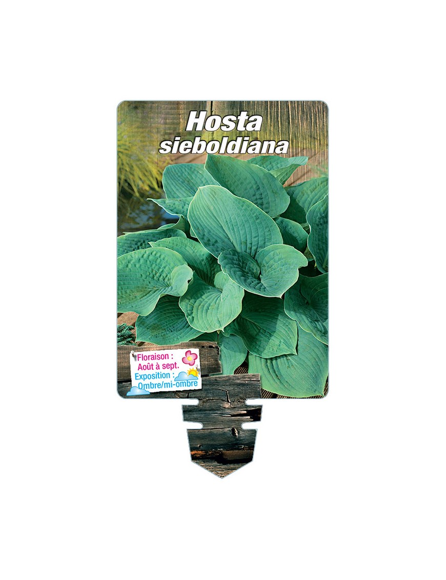 HOSTA sieboldiana (bleu)