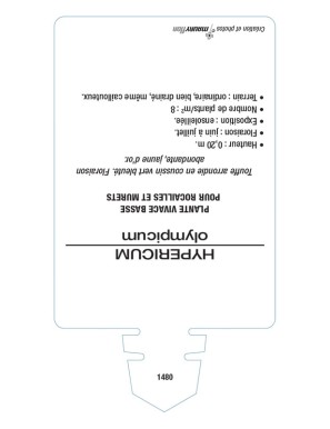 HYPERICUM olympicum voir MILLEPERTUIS