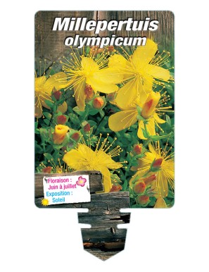 HYPERICUM olympicum voir MILLEPERTUIS